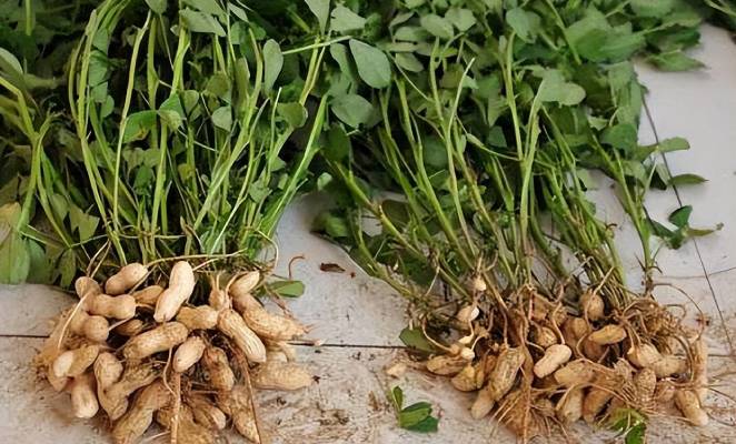 花生播種后，局部不出苗怎么辦？